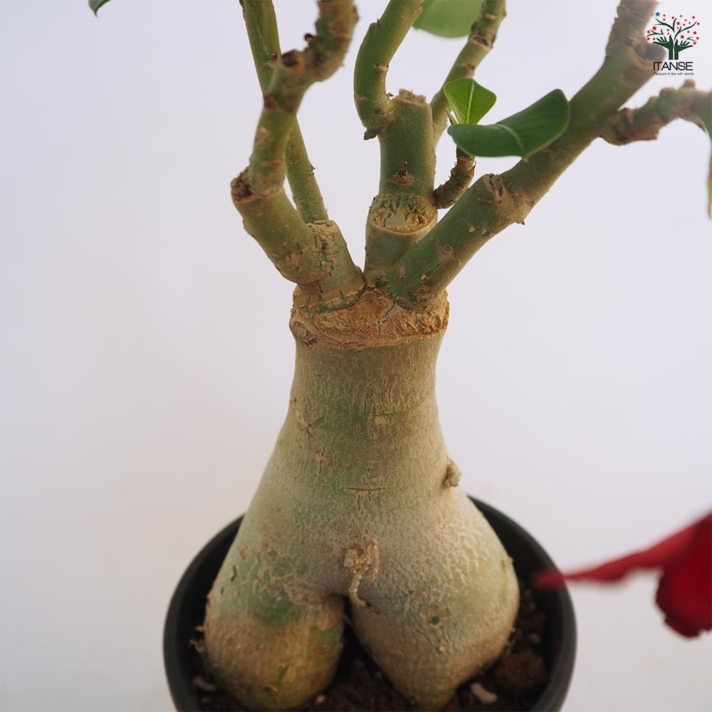 アデニウム オベスム 接木 【観葉植物 4号／1個売り】