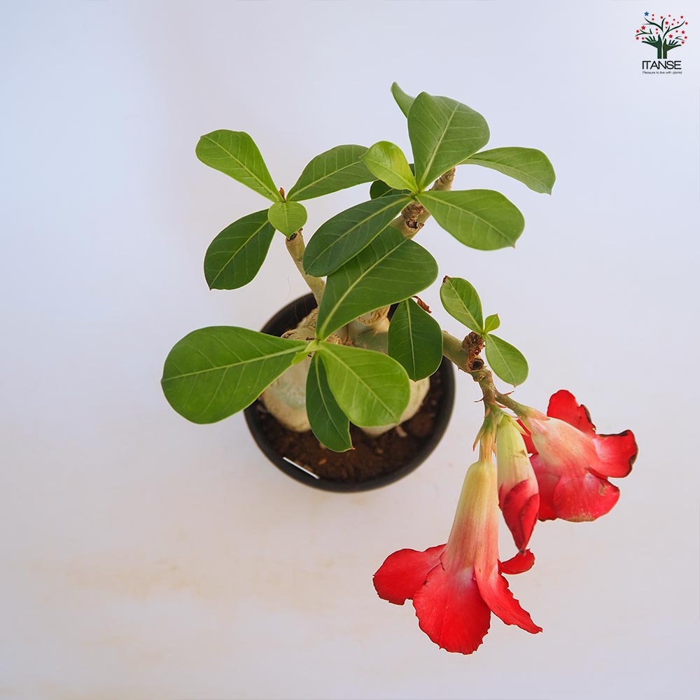 アデニウム オベスム 接木 【観葉植物 4号／1個売り】