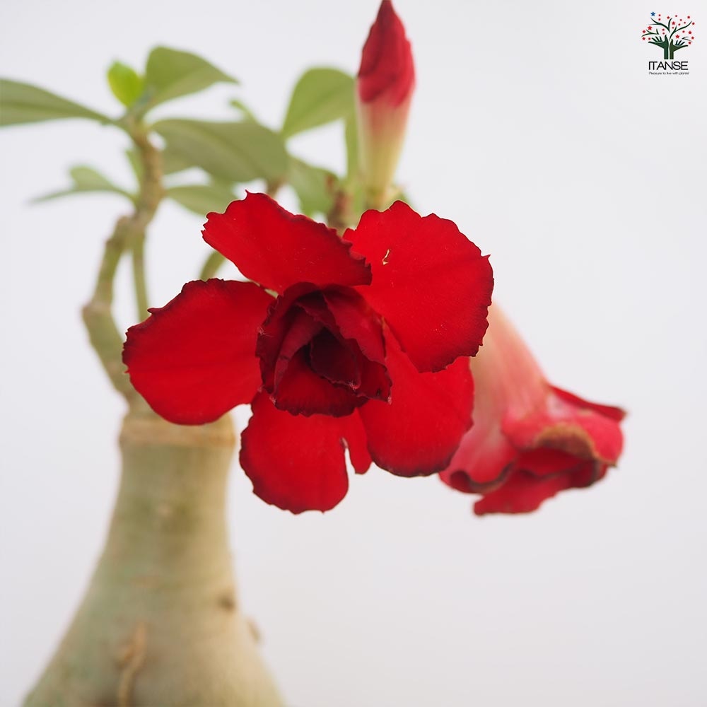 アデニウム オベスム 接木 【観葉植物 4号／1個売り】