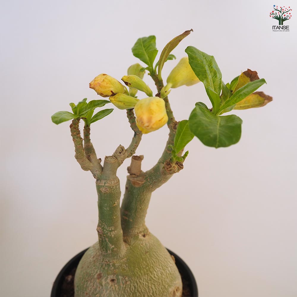 アデニウム オベスム 接木 【観葉植物 4号／1個売り】