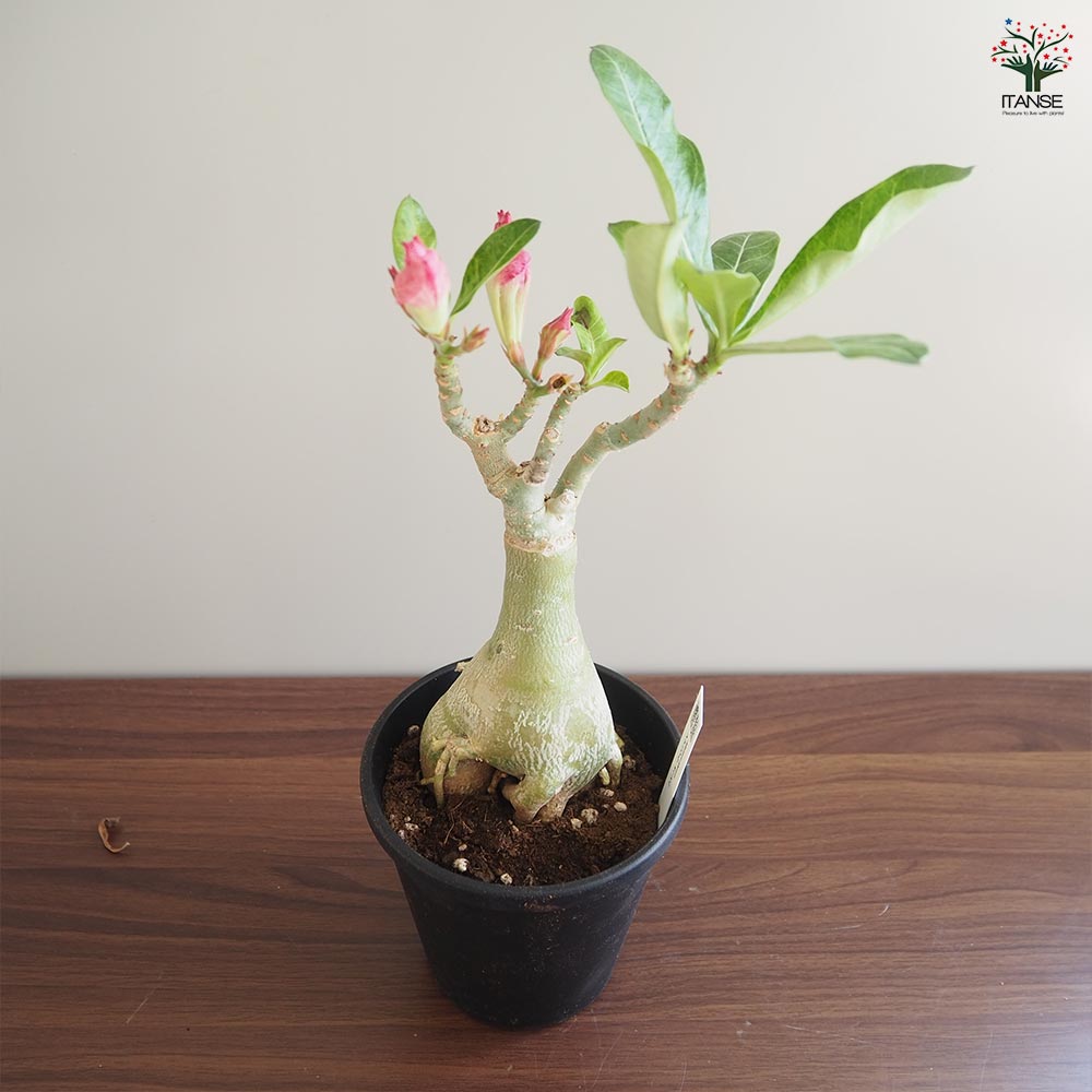 多肉植物/アデニウム・オベスム 秋の感謝祭 限定1個 実生10年生/極太/タコ 多肉植物/アデニウム・オベスム 秋の感謝祭 限定1個 実生10年生/極太/タコ