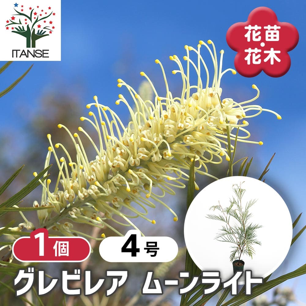 グレビレア ムーンライト 【花木苗 4号／1個売り】｜ 【植物の