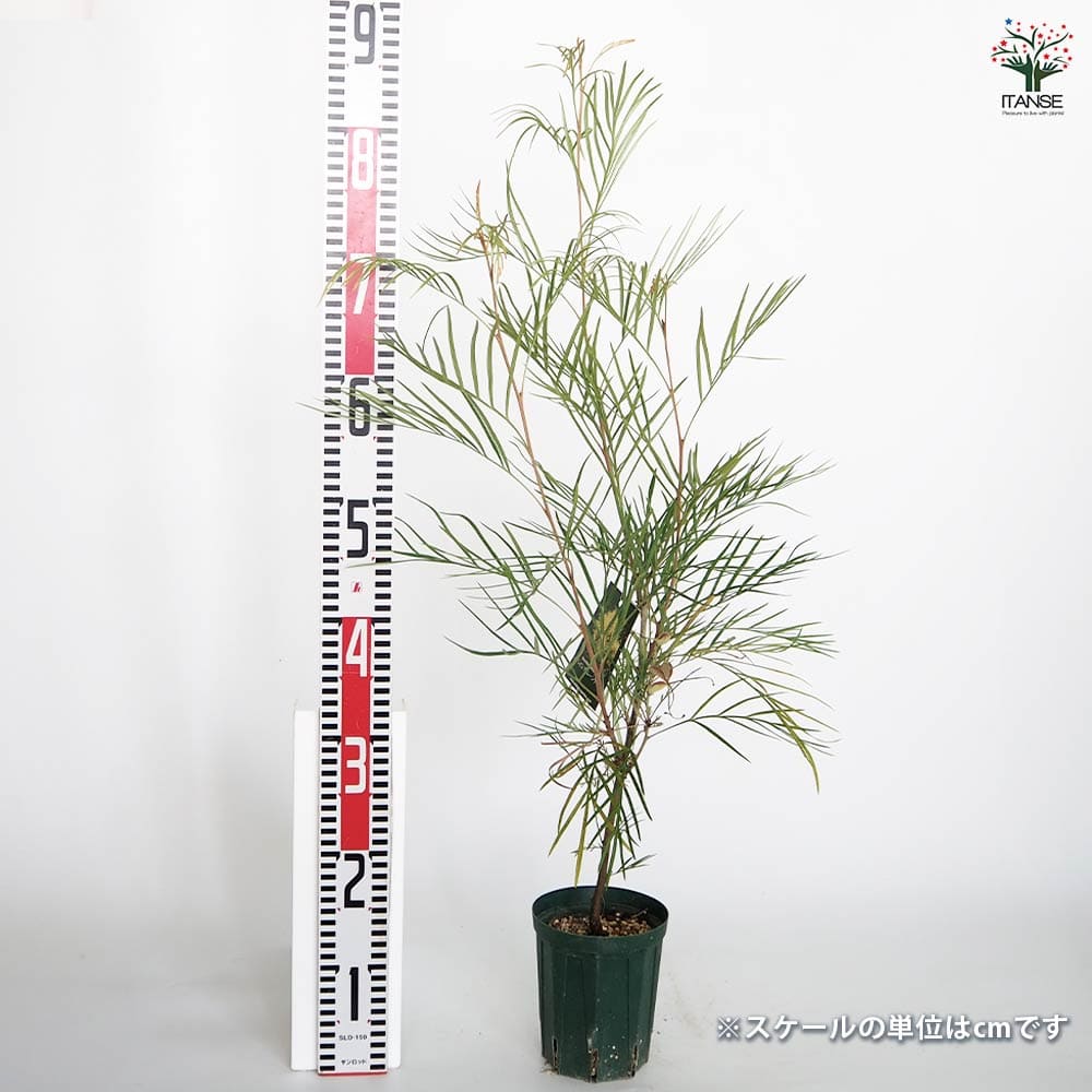 グレビレア ムーンライト 【花木苗 4号／1個売り】｜ 【植物の