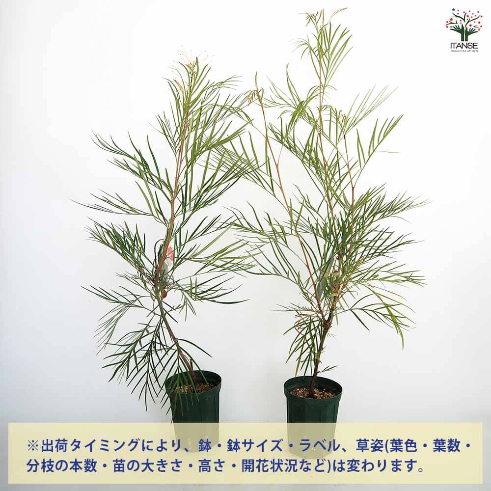グレビレア ムーンライト 【花木苗 4号／1個売り】｜ 【植物の