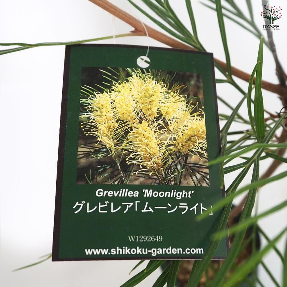 グレビレア ムーンライト 【花木苗 4号／1個売り】｜ 【植物の
