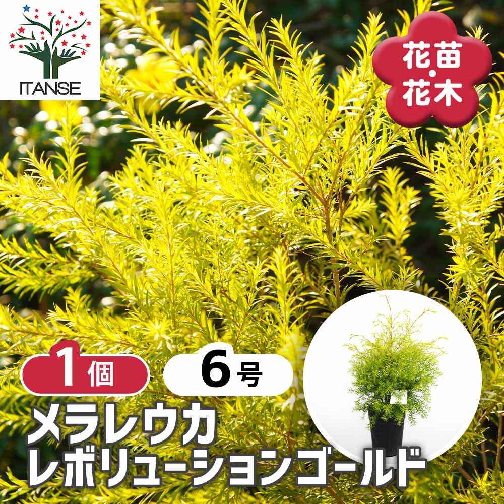 メラレウカ レボリューションゴールド 【花木苗 6号／1個売り
