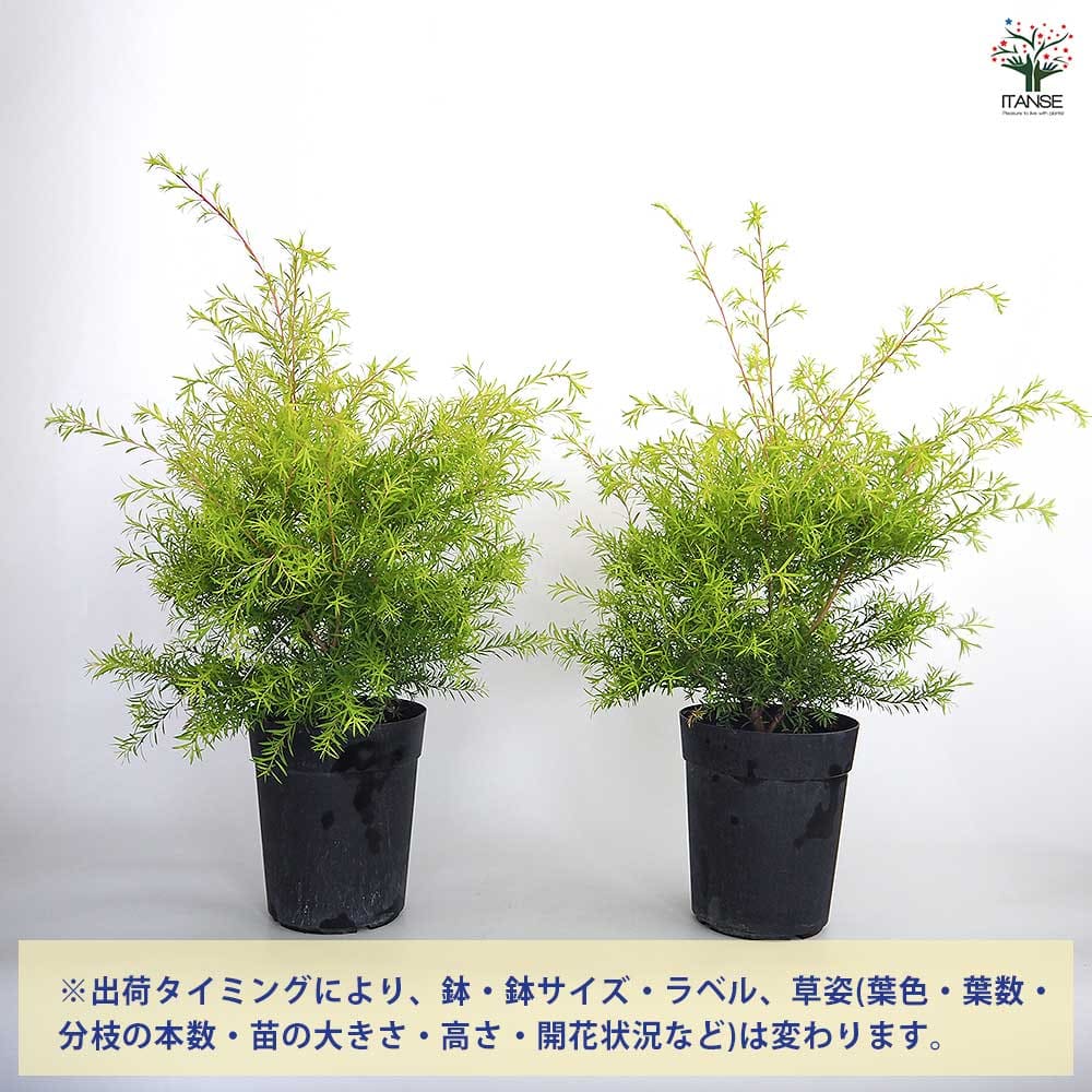 メラレウカ レボリューションゴールド 【花木苗 6号／1個売り