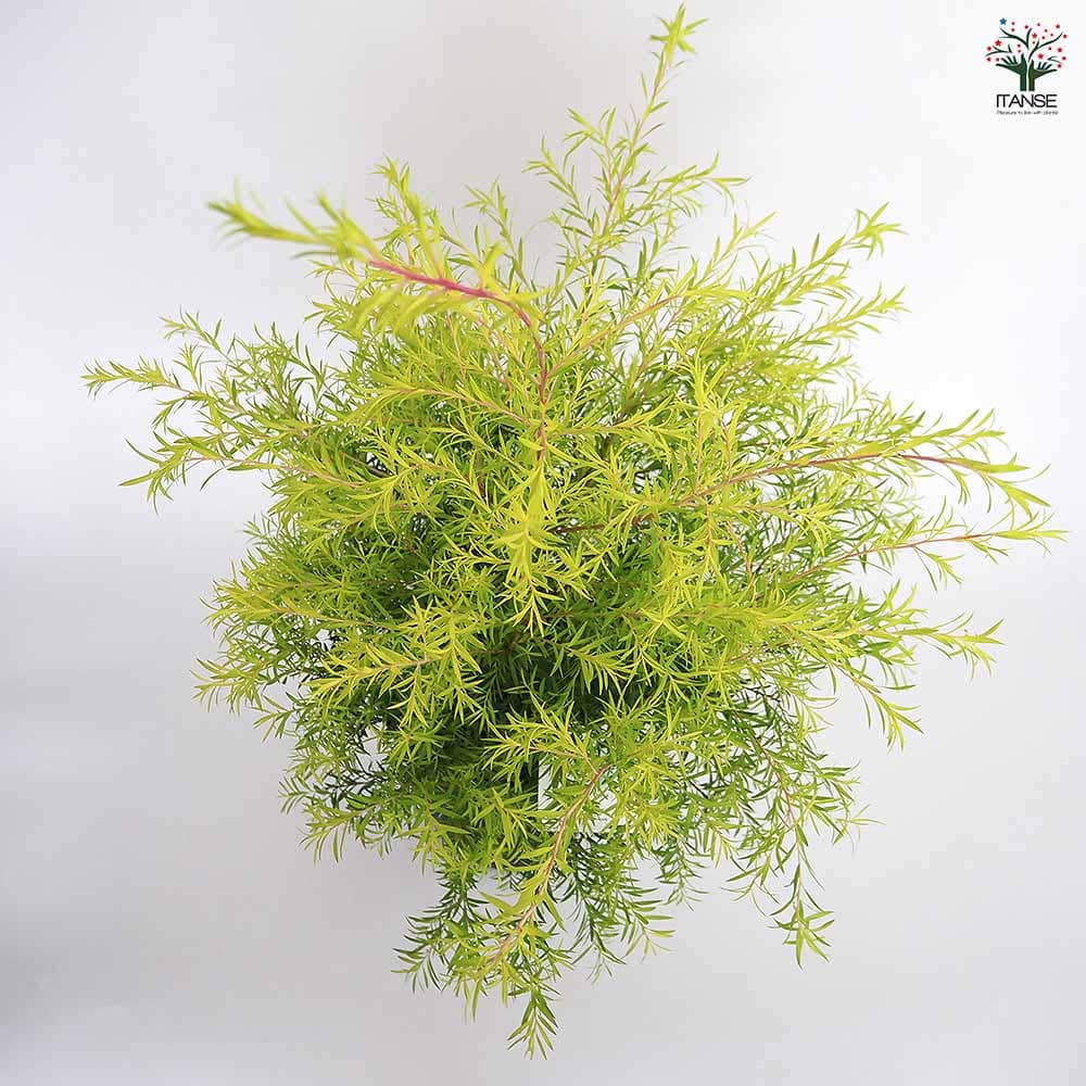 メラレウカ レボリューションゴールド 【花木苗 6号／1個売り