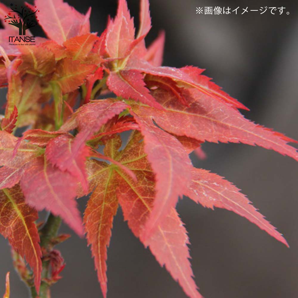 もみじコレクション13 秋爪紅 接木苗 6号鉢 8年物 全長90cm もみじコレクション13 秋爪紅 接木苗 6号鉢 8年物 全長90cm カエデ・