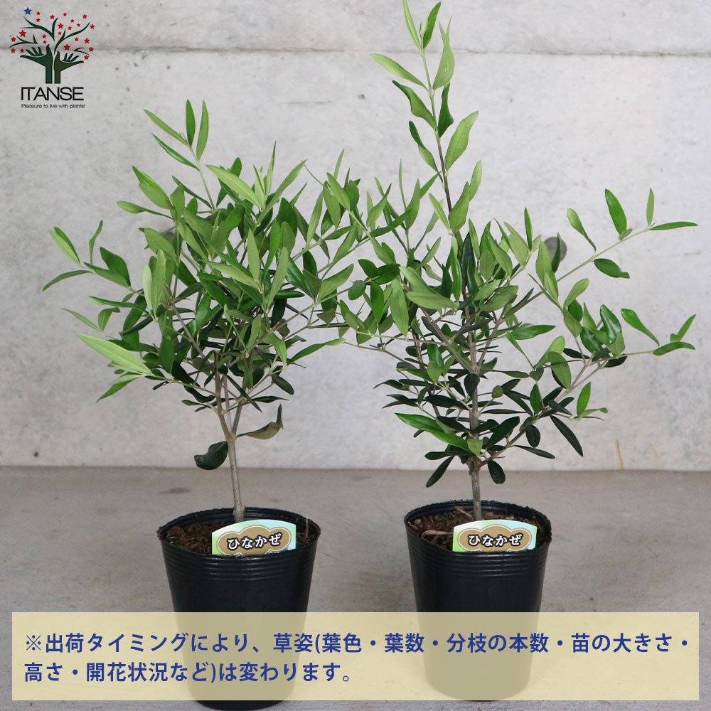 最安値に挑戦 オリーブ 苗木 おまかせ 4本 4種 セット 全高 約40 3 5号ポット