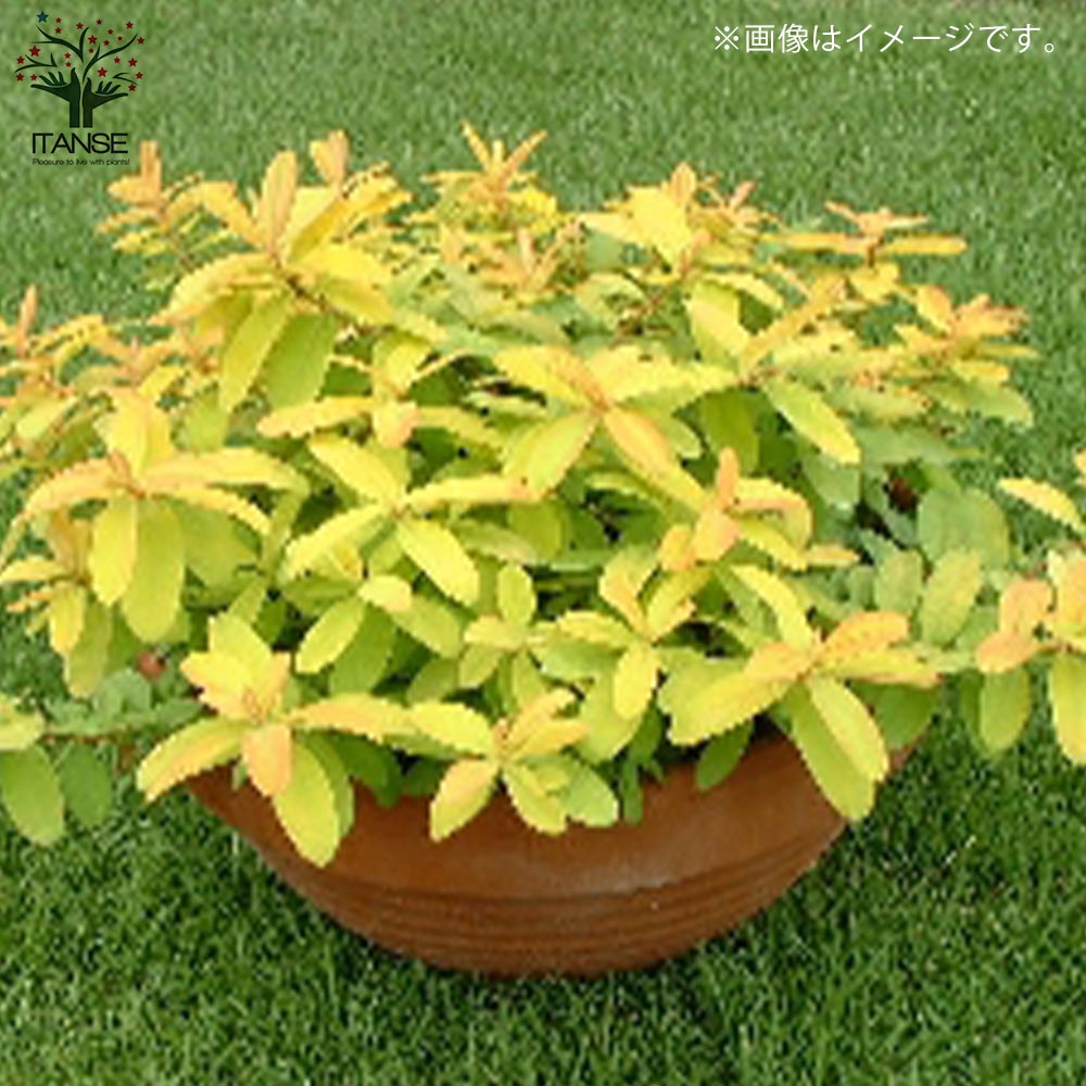 ヒペリカム ゴールドフォーム 【庭木 3号ポット／1個売り】｜ 【植物の
