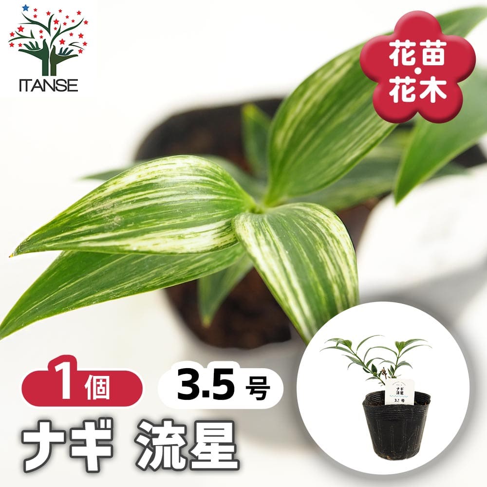 ナギ(梛の木) 流星 【庭木 3.5号】｜ 【植物のITANSE】全品送料