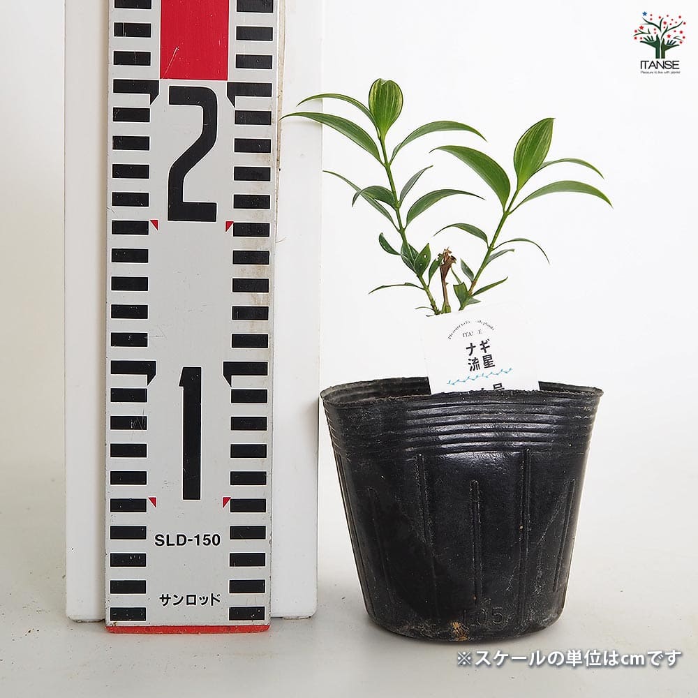 ナギ(梛の木) 流星 【庭木 3.5号】｜ 【植物のITANSE】全品送料