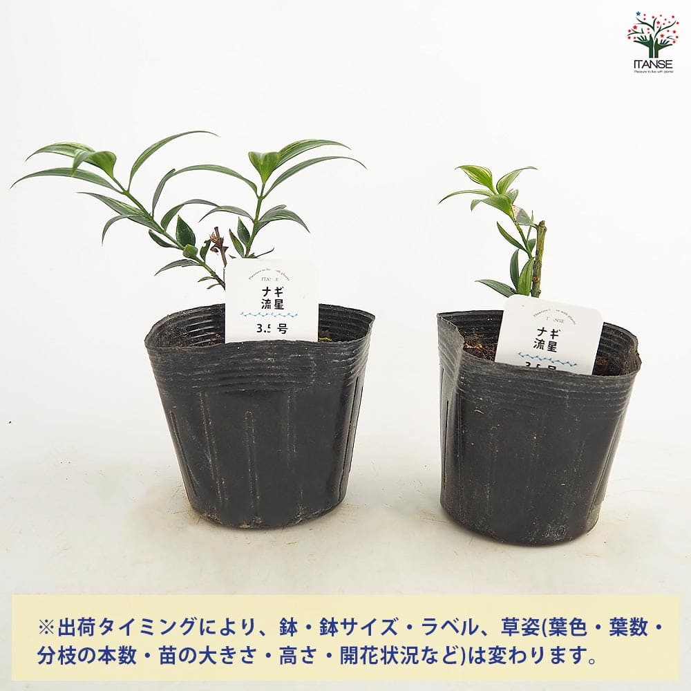 ナギ(梛の木) 流星 【庭木 3.5号】｜ 【植物のITANSE】全品送料