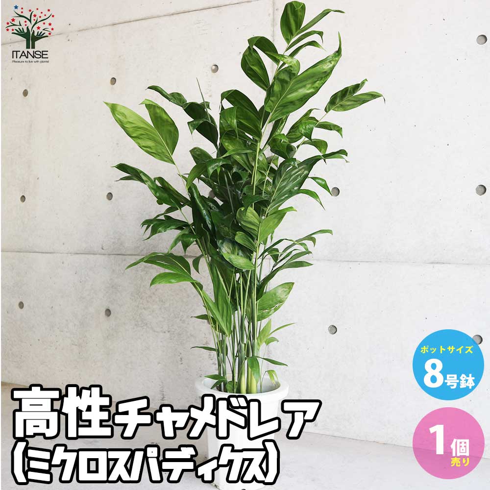 高性チャメドレア (ミクロスパディクス) 【観葉植物 8号鉢/1個売り】