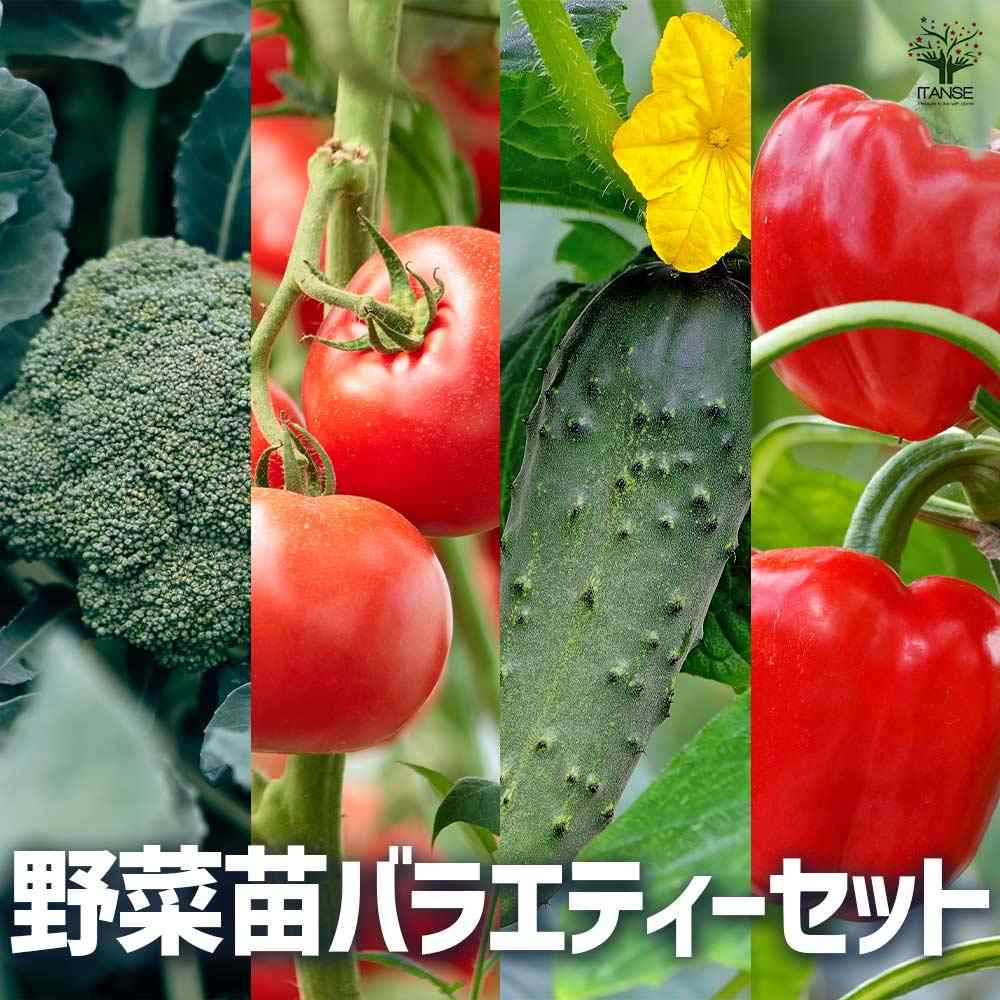 珍しいナスとピーマンの苗5本セット 珍しいナスとピーマンの苗5本セット