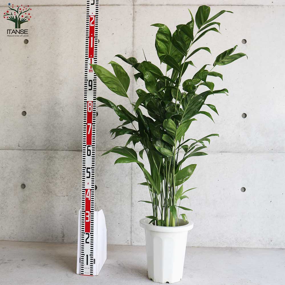 高性チャメドレア (ミクロスパディクス) 【観葉植物 8号鉢/1個売り】