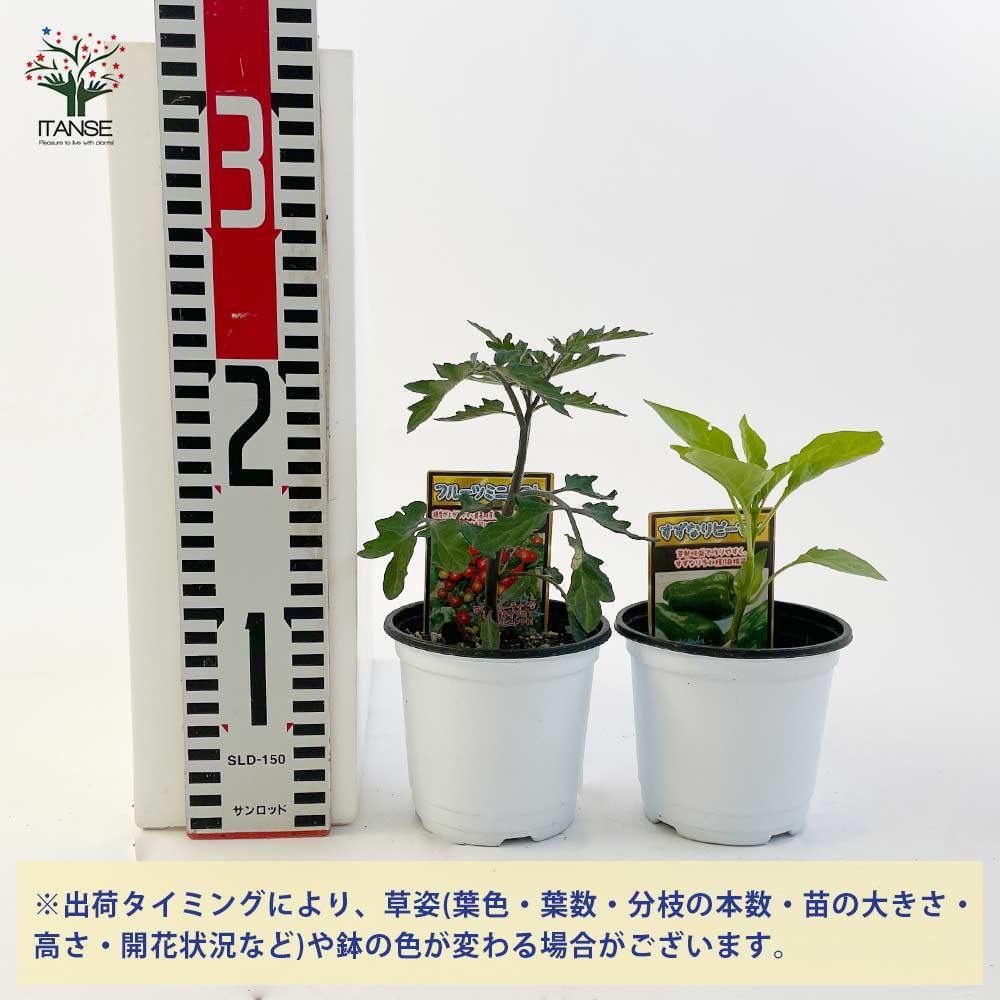 おまかせ野菜セット【野菜の苗 3.5号】