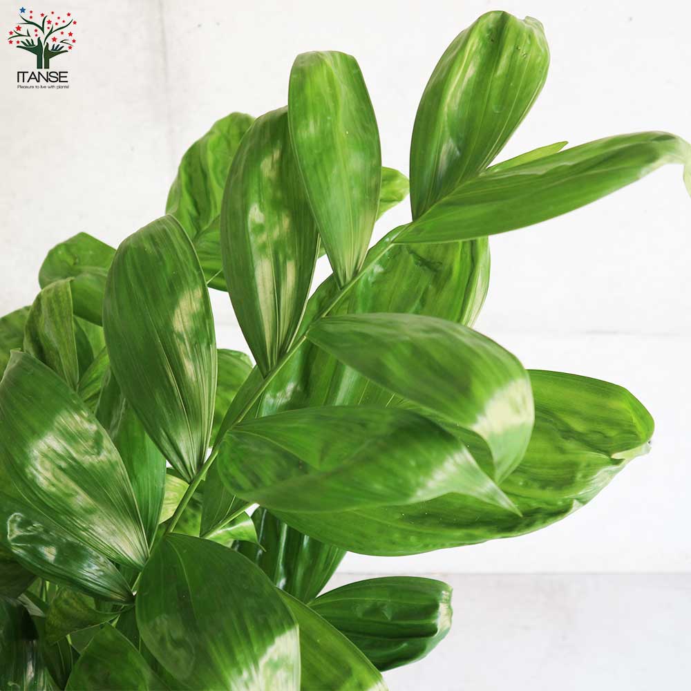高性チャメドレア (ミクロスパディクス) 【観葉植物 8号鉢/1個売り】