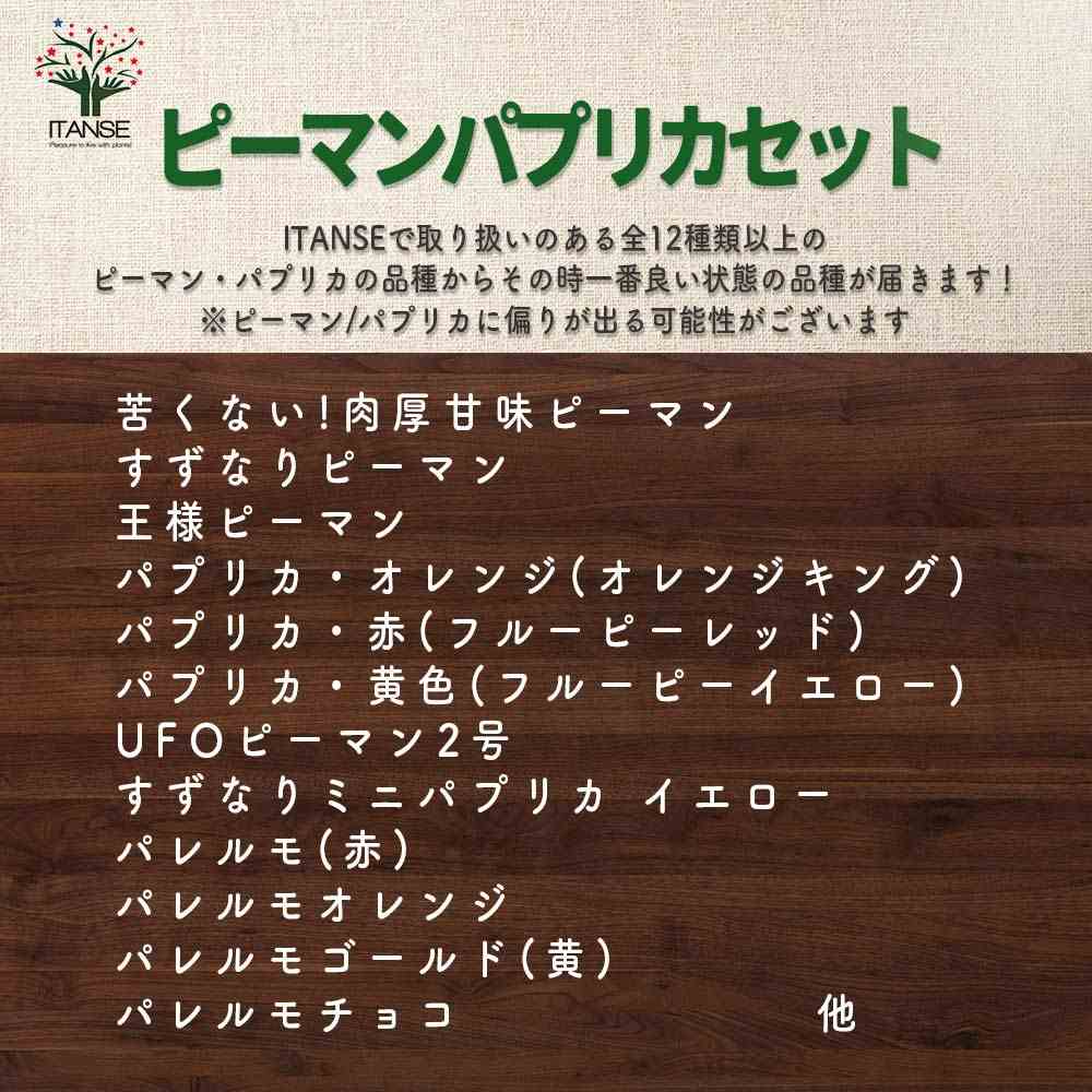 おまかせ野菜セット【野菜の苗 3.5号】