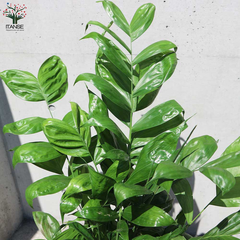 高性チャメドレア (ミクロスパディクス) 【観葉植物 8号鉢／1個