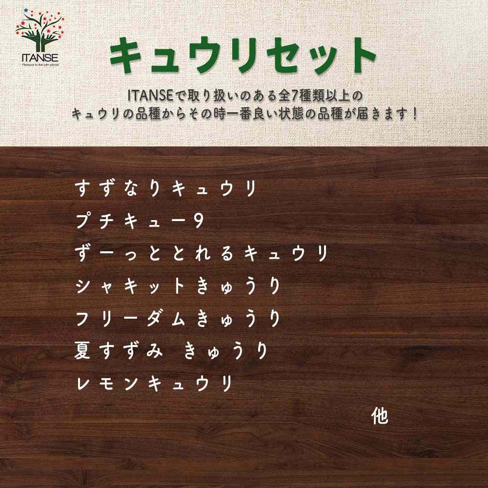 おまかせ野菜セット【野菜の苗 3.5号】