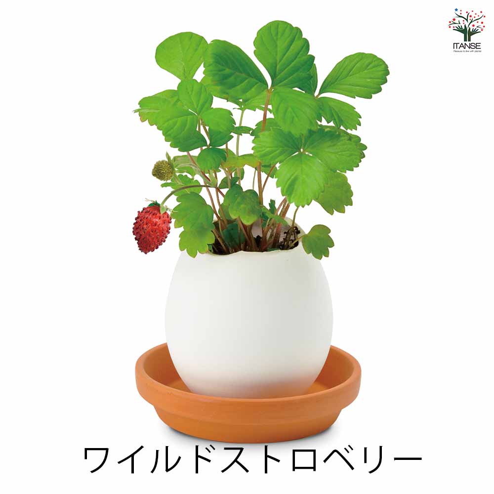 栽培セット eggling 受け皿付き エッグリング【おしゃれな栽培キット 】