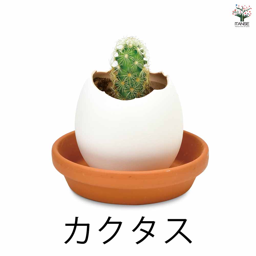 栽培セット eggling 受け皿付き エッグリング【おしゃれな栽培キット 】