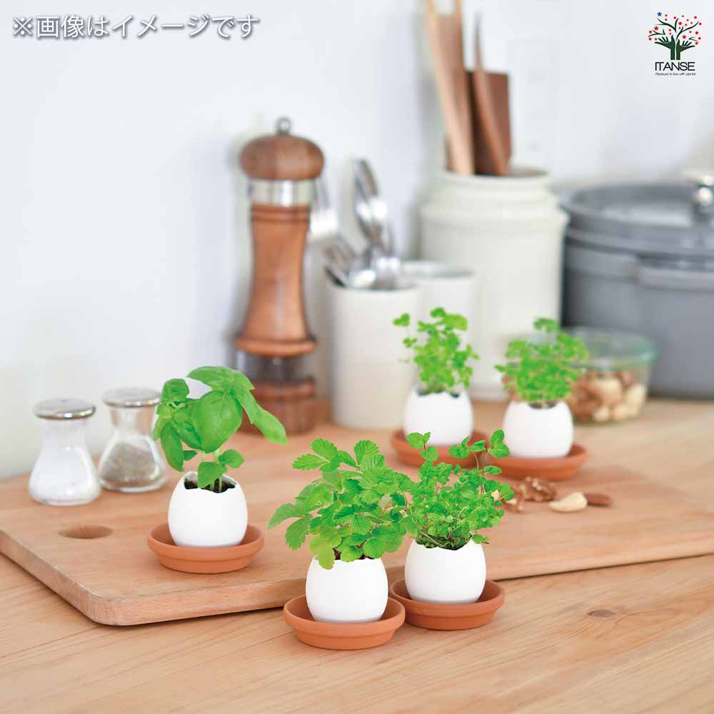 栽培セット eggling 受け皿付き エッグリング【おしゃれな栽培キット 】