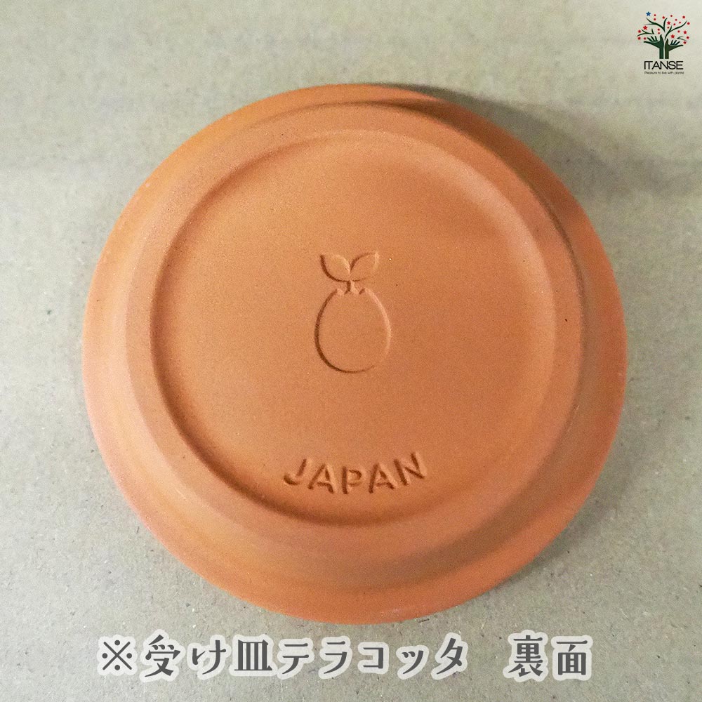 栽培セット eggling 受け皿付き エッグリング【おしゃれな栽培キット 】