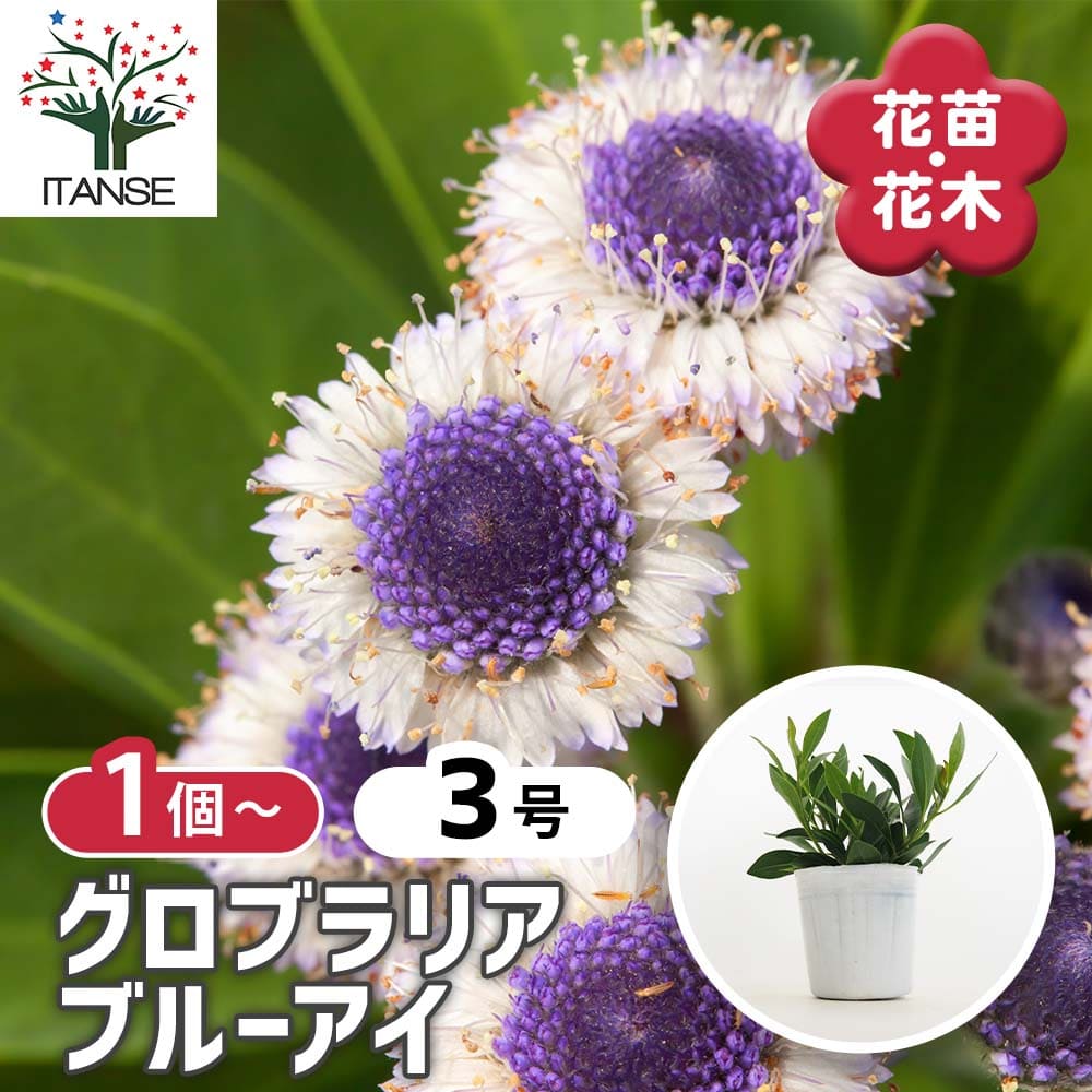 グロブラリア ブルーアイ 【花苗 3号】｜ 【植物のITANSE】全品