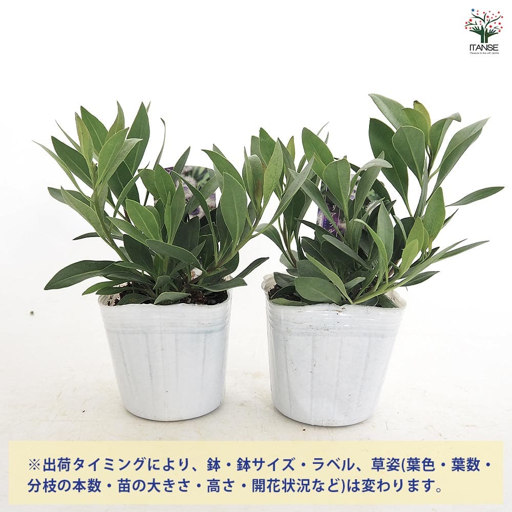 グロブラリア ブルーアイ 【花苗 3号】｜ 【植物のITANSE】全品