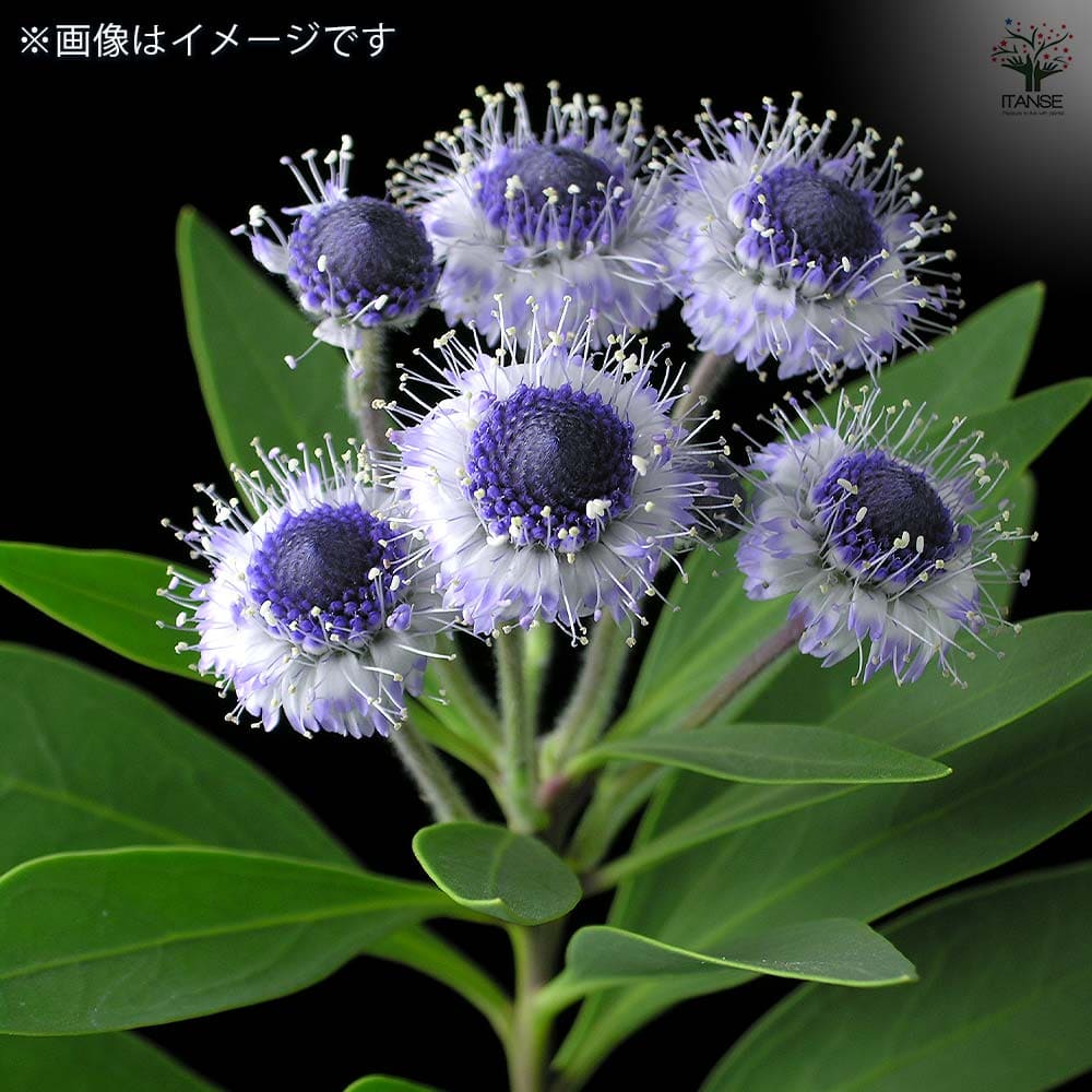 グロブラリア ブルーアイ 【花苗 3号】｜ 【植物のITANSE】全品