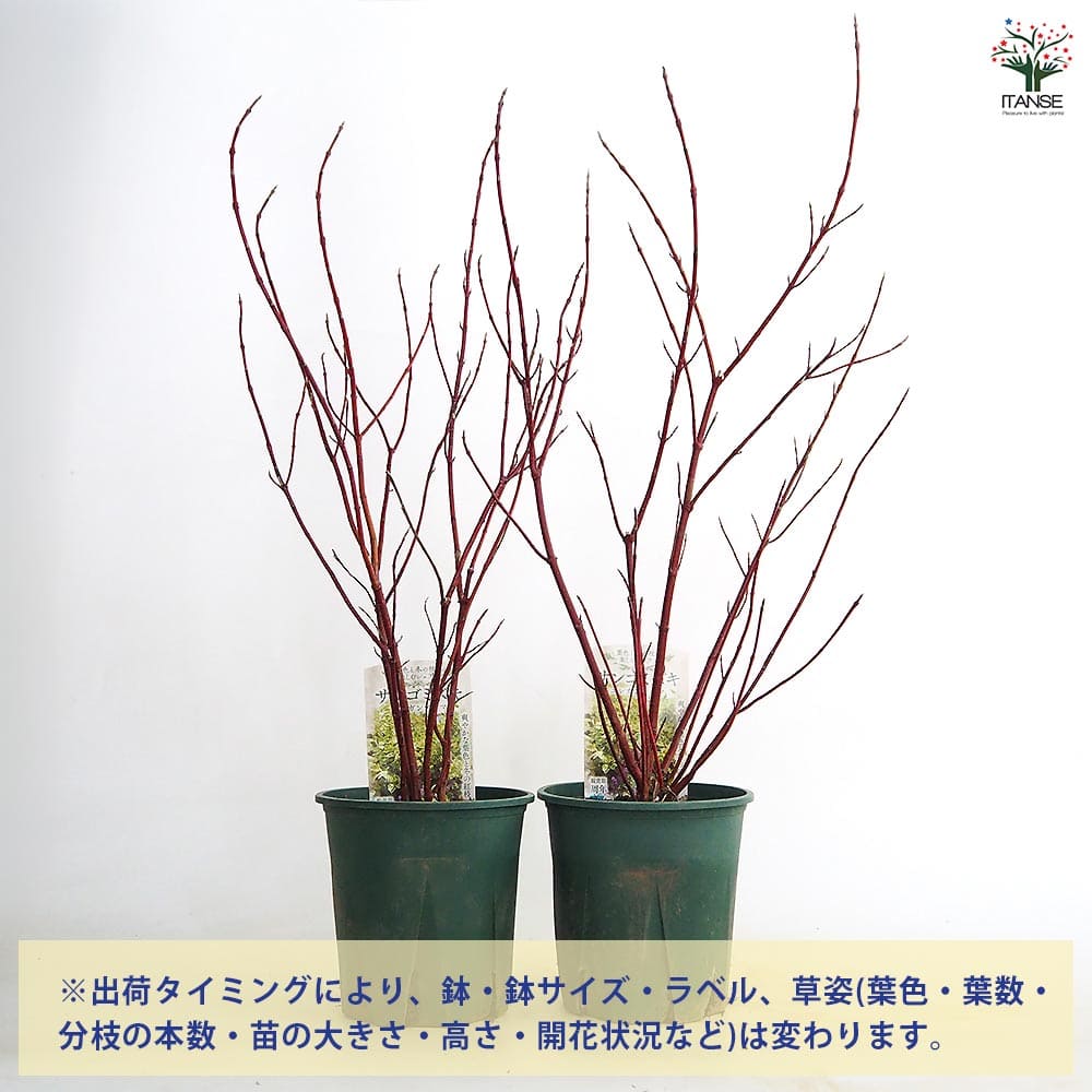 サンゴミズキ エレガンテシマ(紅枝白斑) 【花木苗 6号／1個売り