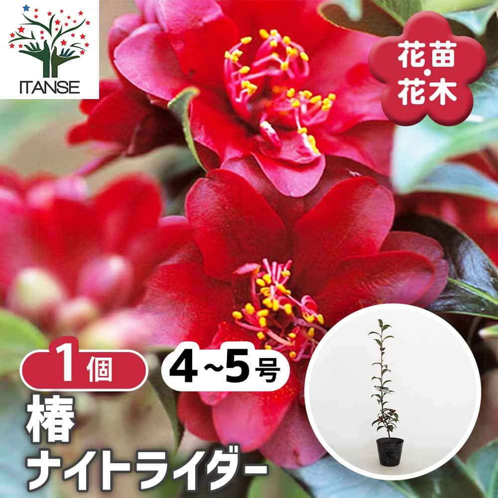 椿(ツバキ)の苗木 黒椿 ナイトライダー 【花木苗 4号／1個売り