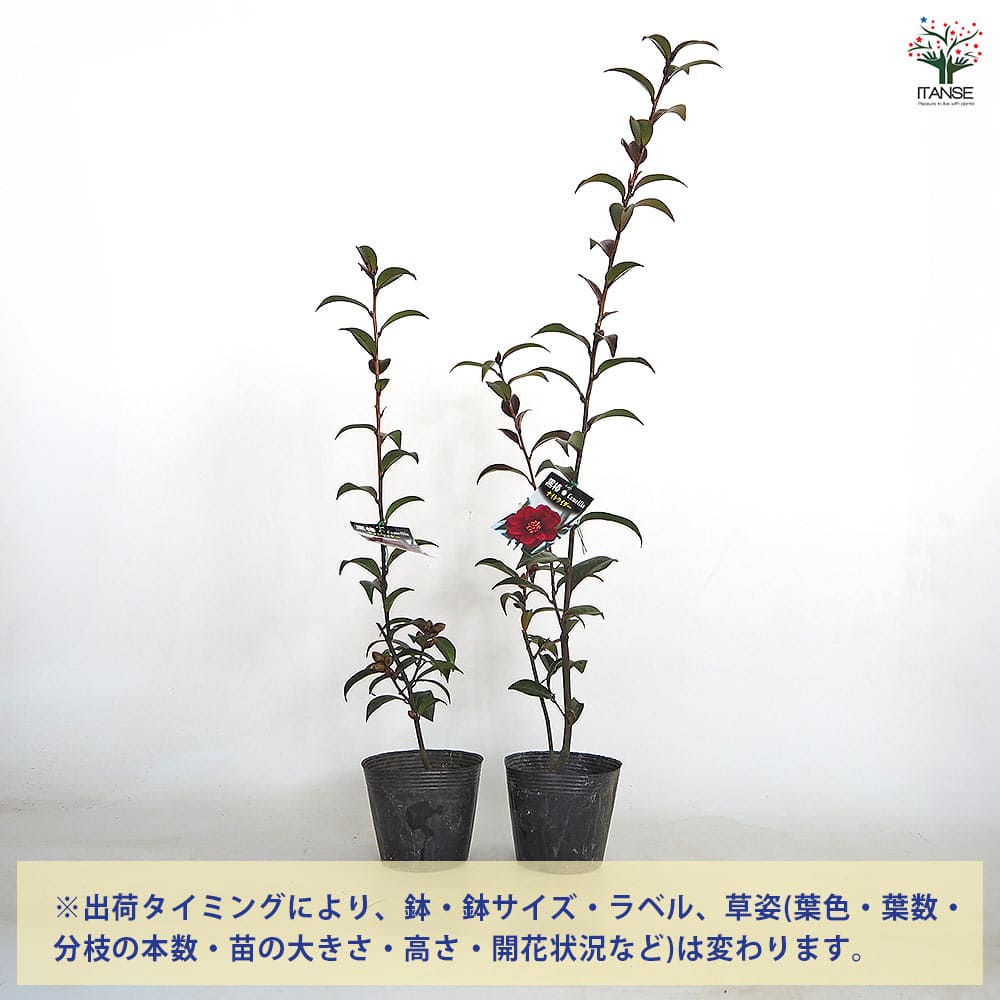 椿(ツバキ)の苗木 黒椿 ナイトライダー 【花木苗 4号／1個売り