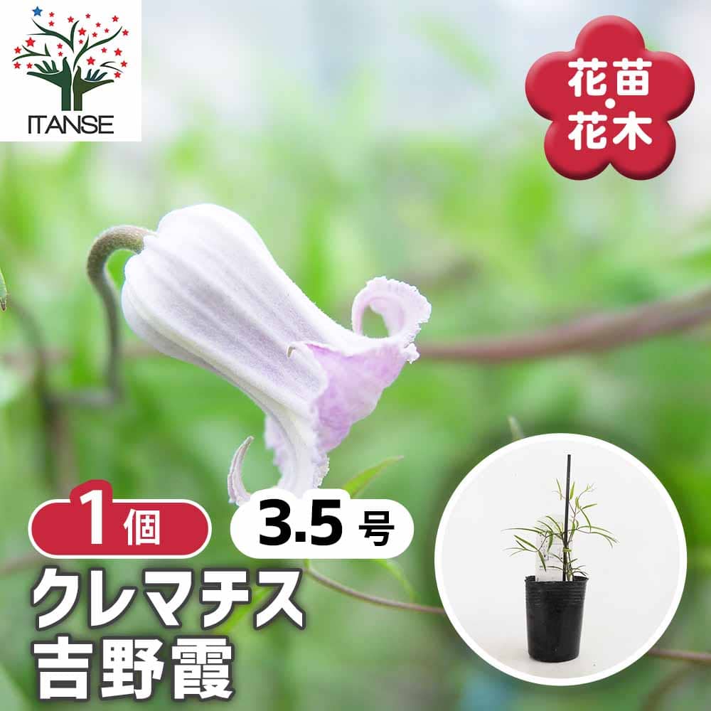 クレマチス 吉野霞 【花苗 3.5号／1個売り】｜ 【植物のITANSE