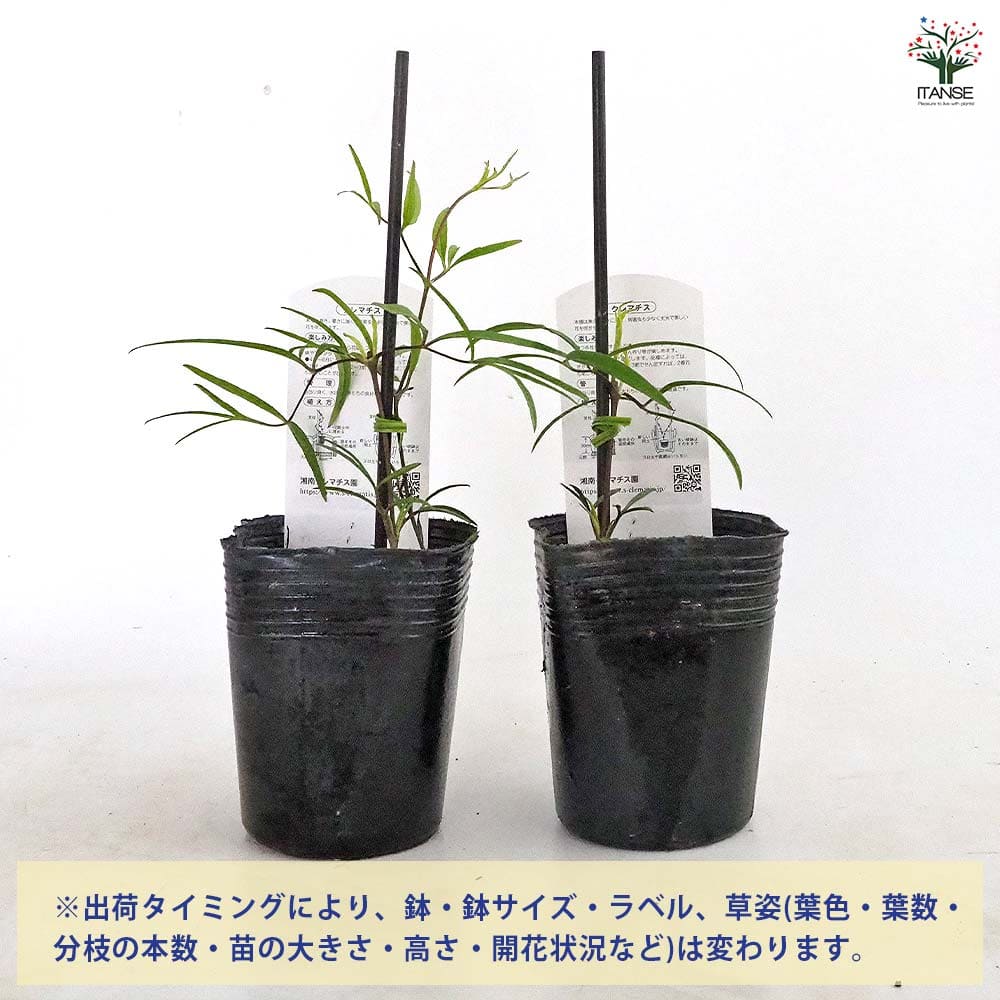 クレマチス 吉野霞 【花苗 3.5号／1個売り】｜ 【植物のITANSE