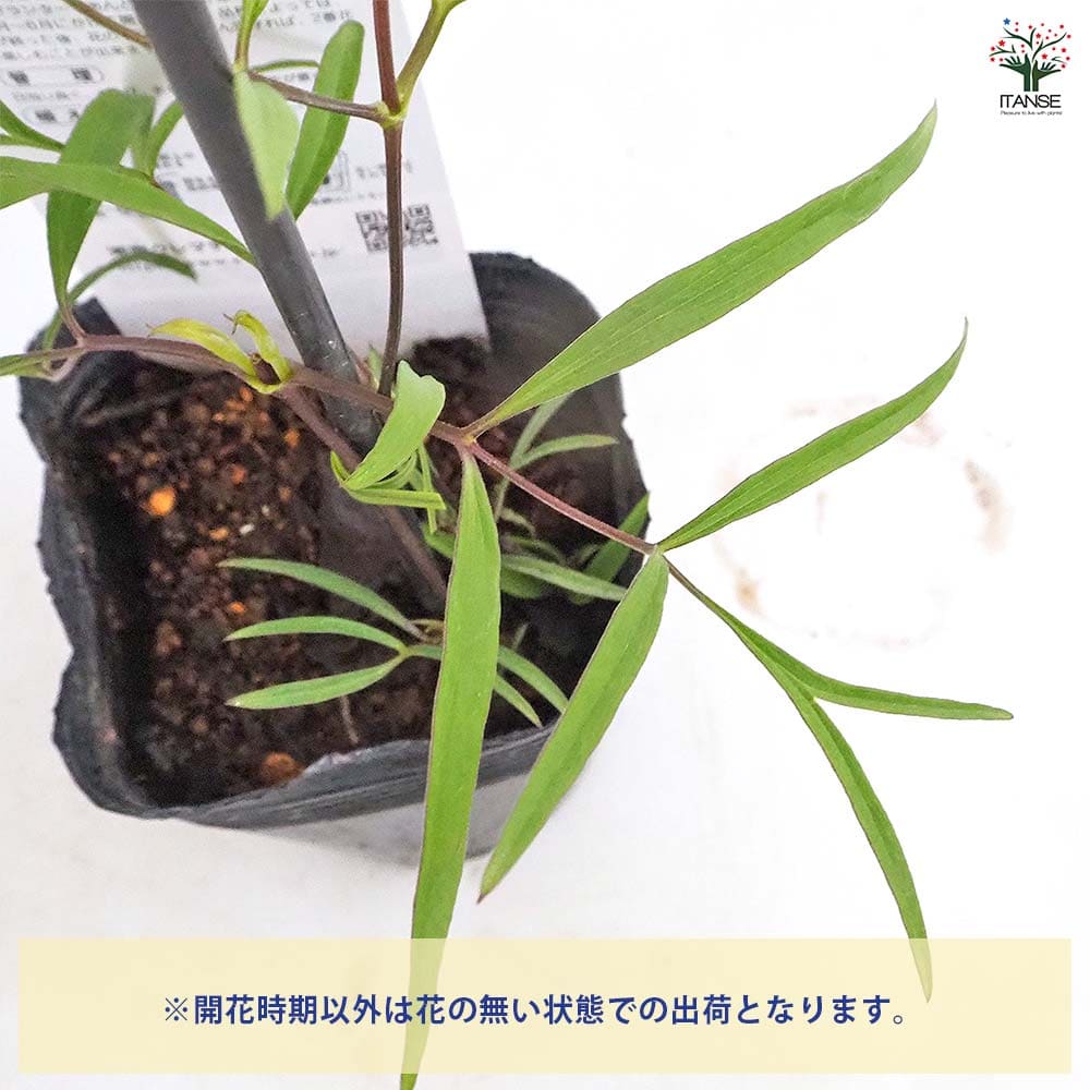 クレマチス 吉野霞 【花苗 3.5号／1個売り】｜ 【植物のITANSE
