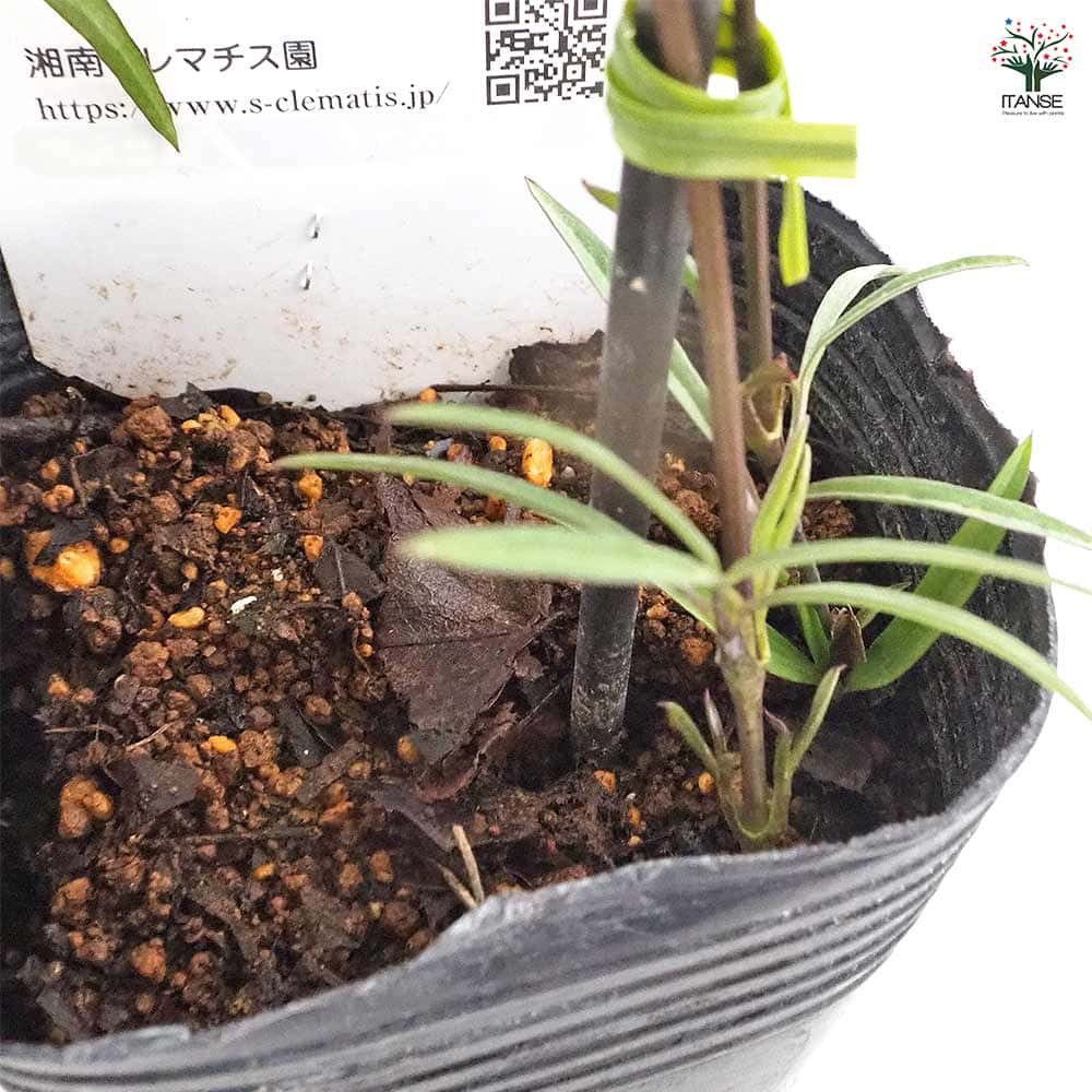 クレマチス 吉野霞 【花苗 3.5号／1個売り】｜ 【植物のITANSE