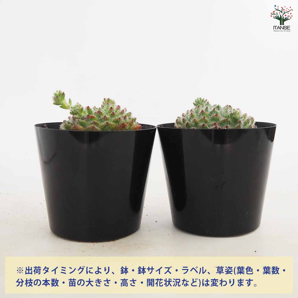エケベリア ゴールデンフルーツ 【多肉植物 4号／1個売り】｜ 【植物の