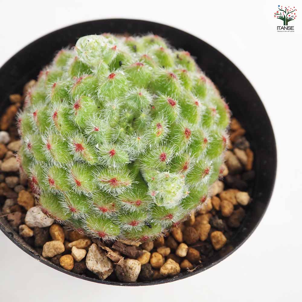 エケベリア ゴールデンフルーツ 【多肉植物 4号／1個売り】｜ 【植物の