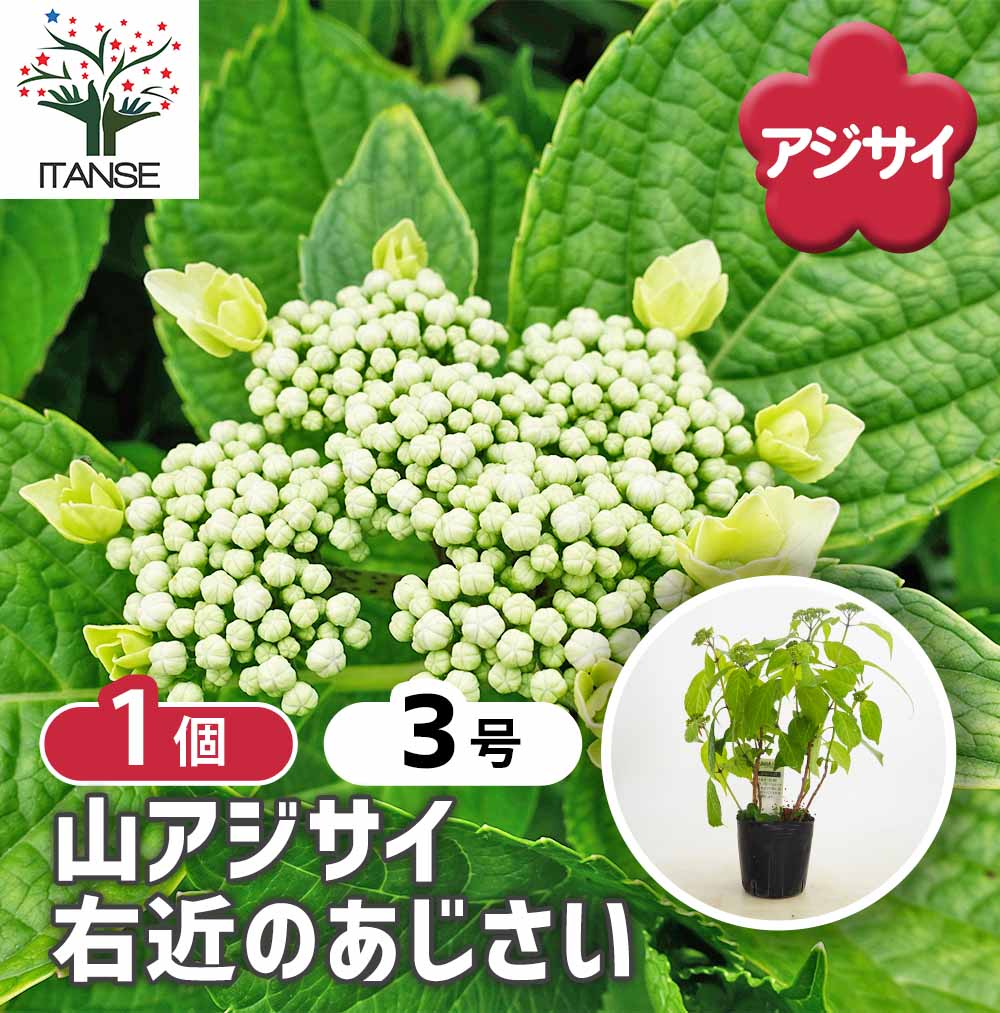 山アジサイ 右近のあじさい 【花木苗 3号／1個売り】｜ 【植物の