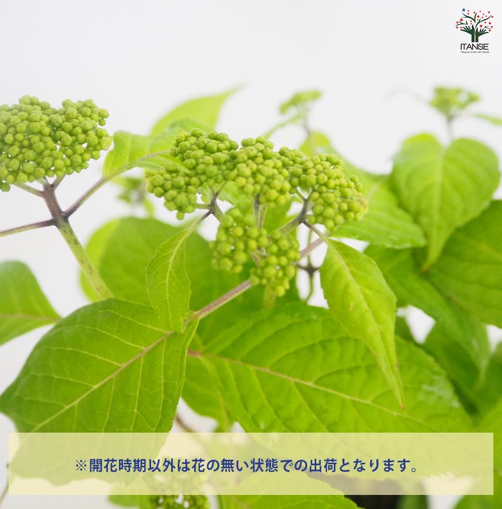 山アジサイ 右近のあじさい 【花木苗 3号／1個売り】｜ 【植物の