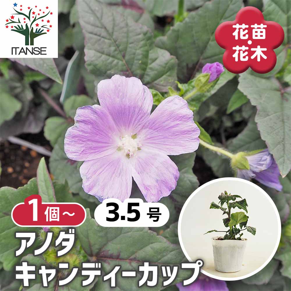 アノダ キャンディーカップ 【花苗 3.5号】