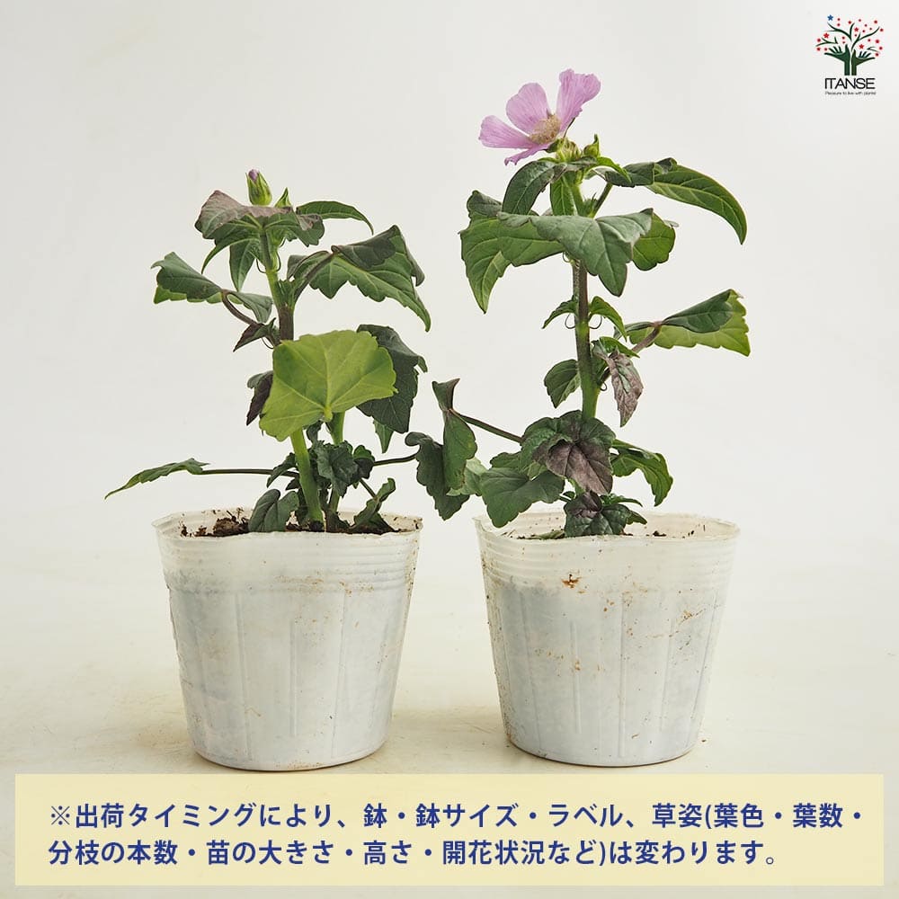アノダ キャンディーカップ 【花苗 3.5号】