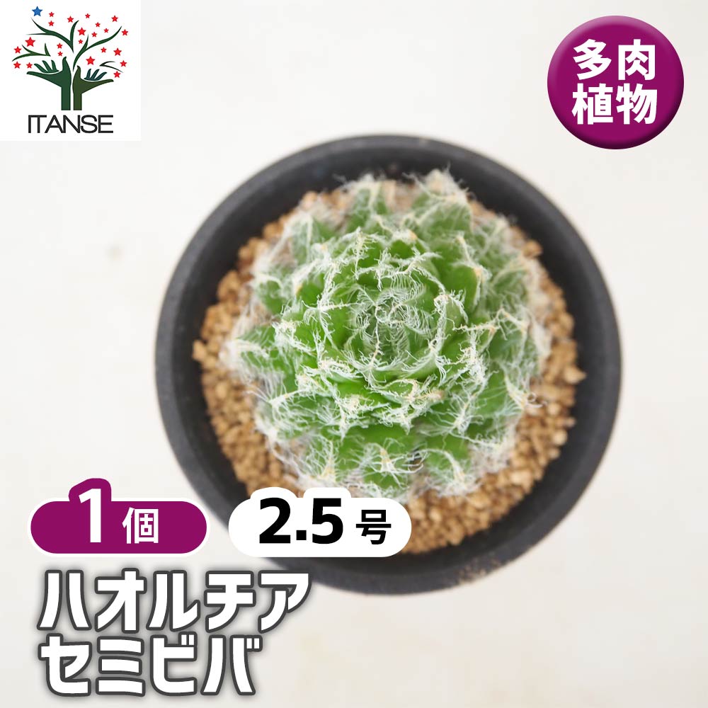 ハオルチア セミビバ 【多肉植物 2.5号／1個売り】｜ 【植物の