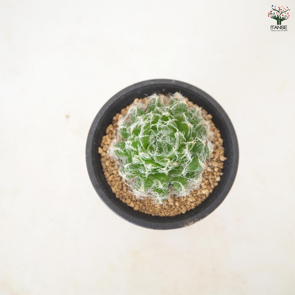ハオルチア セミビバ 【多肉植物 2.5号／1個売り】｜ 【植物の