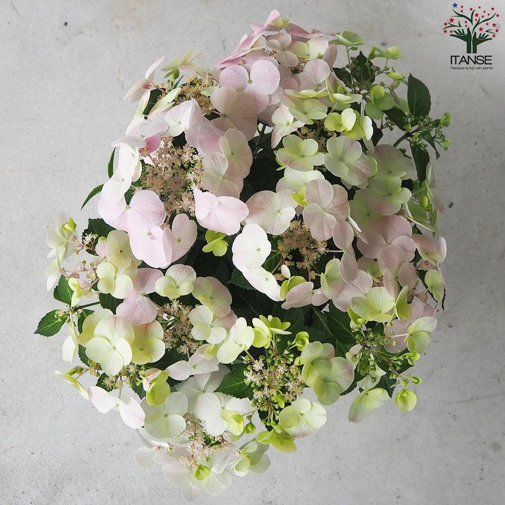 アジサイ フレンチボレロ ピンク【花苗 6号鉢／1個売り】｜ 【植物の