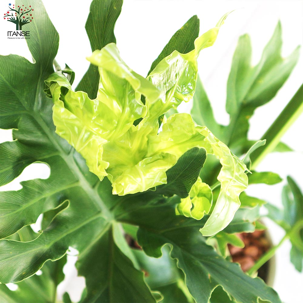 フィロデンドロン セローム【観葉植物 7号鉢／1個売り】｜ 【植物の